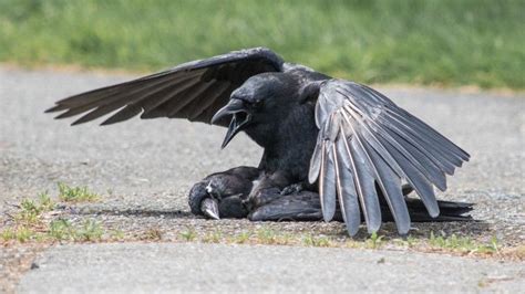 why do crows have sex with the dead