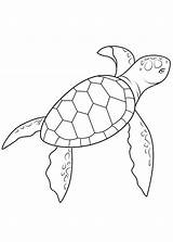 Tartarughe Tartaruga Turtle Pianetabambini Disegno Stampare Wassertiere Animali Pesci sketch template
