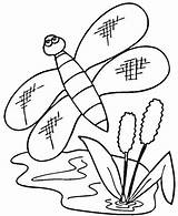 Cattails Coloring Dragonfly Pages Plant Color Printable Template Clipart Categories Supercoloring sketch template