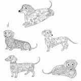 Dachshunds sketch template