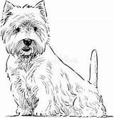 Highland Westie Perro Maltanczyk Rysunek Obraz Terriers Bordadas sketch template