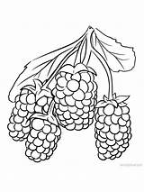 Marionberry Blackberry Cans Trailing Vines Often Blackberries sketch template