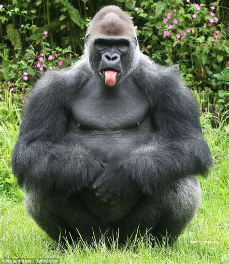 gorilla kiondo is snapped sticking out his tongue in devon daily mail online