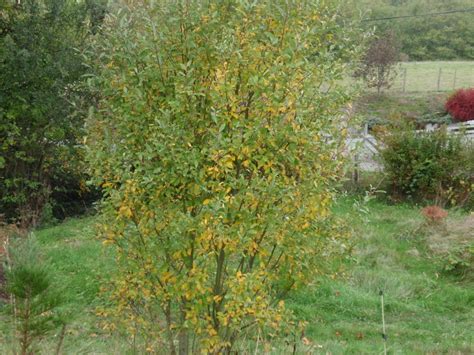 photo of the fall color of pussy willow salix discolor posted by
