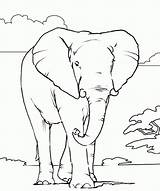 Coloring Pages Elephant African Printable Animals Color Animal Kids Outline Colouring Print Books Realistic Colour Head Amazing Drawings Draw Book sketch template