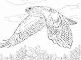 Hawk Coloring Tailed Pages Red Flight Hawks Drawing Flying Birds Prey Printable Draw Vs Supercoloring Bird Print Easy Kids Color sketch template