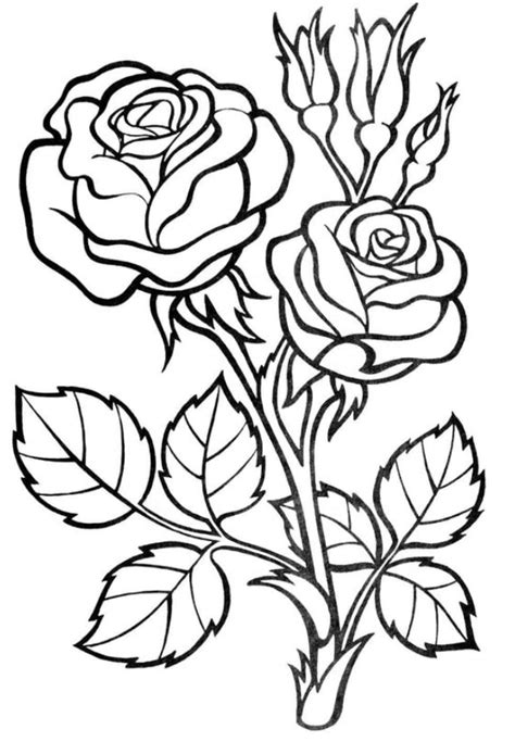 coloring pages roses coloring pages  kids