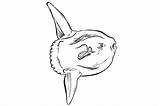 Sunfish Monterey sketch template