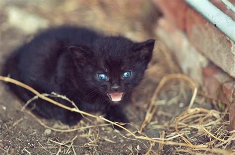 angry feral black kitten  bright blue eyes  stocksy contributor rachel bellinsky stocksy