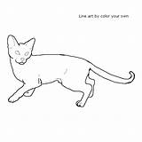 Cat Abyssinian Coloring Pages Index Own Color sketch template