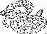 Ausmalbilder Schlangen Gefleckt Schlange Malvorlage Tiere sketch template