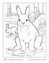 Hare Arctic Coloring 388px 68kb sketch template