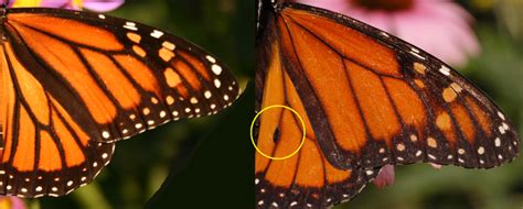 Butterfly Identification 101 Save Our Monarchs
