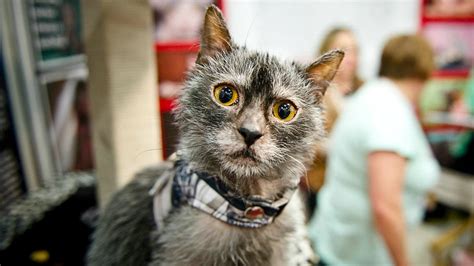 The Lykoi Werewolf Cat Is The Answer To The Age Old Cat Vs