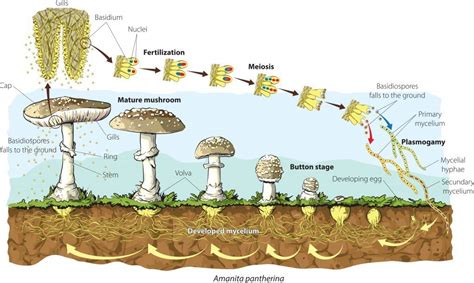 mushrooms  similar  humans  plants science abc