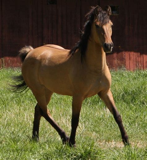 marvellous morgan  images beautiful horses morgan horse chestnut horse