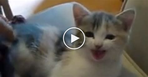 tiny calico kitten has something to tell his human now