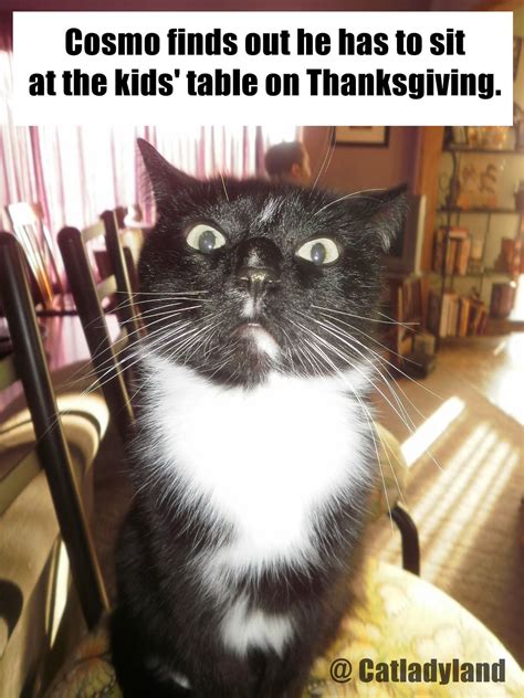 true book addict books cats and more cat thursday happy thanksgiving