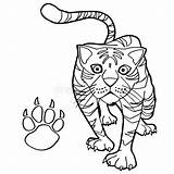 Tigre Coloriage Imprimer Patte sketch template