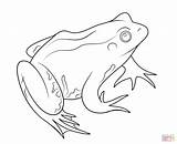 Frog Coloring Pages Dwarf African sketch template