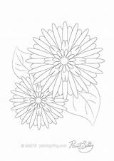 Coloring Flower Rudbeckia Adult Pages Printable Book Designlooter 474px 76kb sketch template