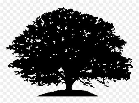 pin oak tree clipart black  white oak tree silhouette drawing