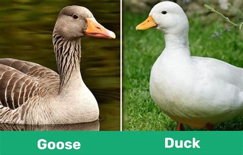 goose  duck visual differences characteristics pet keen