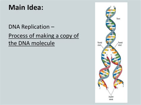 Section 8 3 Dna Replication