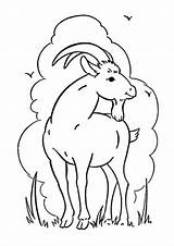 Goat Coloring Pages Kids Wild Printable Spring Animal Color Sheets Clipart Clouds Colouring Sheet Print Cartoon Animals Goats Activity Zodiac sketch template