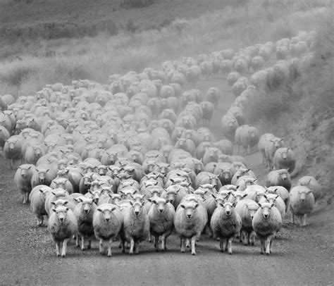 sie kommen  advance   lady sheep  reminded  flickr