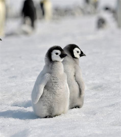 baby penguin desktop wallpapers wallpapersafari