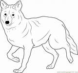 Coyote Coloring Pages Color Coloringpages101 23kb sketch template