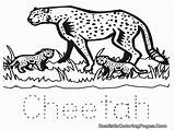 Cheetah Mewarnai Hewan Ciri Buas Halaman Getdrawings Harimau Singa Binatang Coloringhome Insertion sketch template