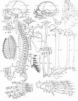 Coloring Pages Anatomy Skeletal System Human Bone Skeleton Printable Brain Heart Getcolorings Muscle Gross Bones Color Colorings Book Getdrawings Sheets sketch template
