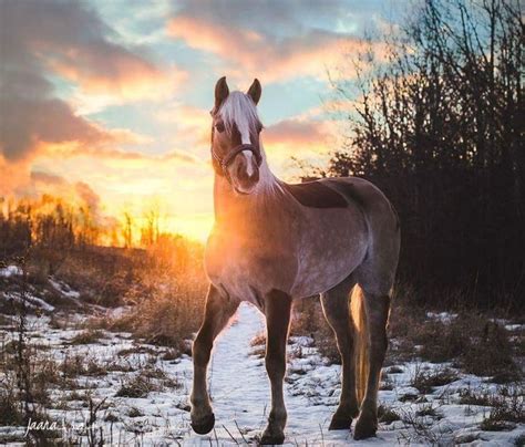 pin von barbara rathmanner auf pferde im schnee pferde fotografie pferdefotos pferdeliebe