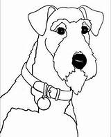 Terrier Airedale Welsh Coloring Dog Fox Pages Colouring Drawing Wire Face Off Eisenbraun Patty Artist Terriers Quilts Airedales Visit Template sketch template