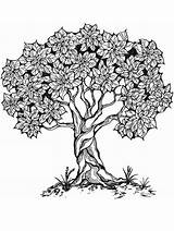 Coloring Pages Tree Adult Printable Life Adults Color 1000 Book Choose Board sketch template