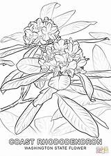 Coloring State Flower Washington Rhododendron Pages Pacific Drawing Coast Azalea Printable Book Redskins Capitals Oregon Flowers West Color Getdrawings Flame sketch template