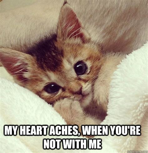cutest cat memes  socially fabulous
