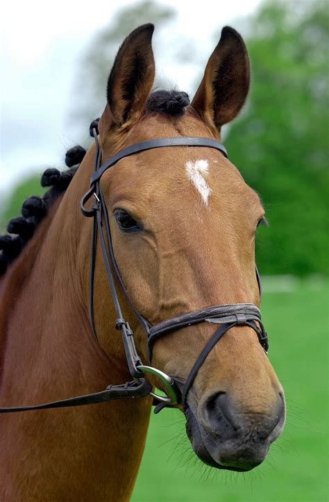 horse facial markings