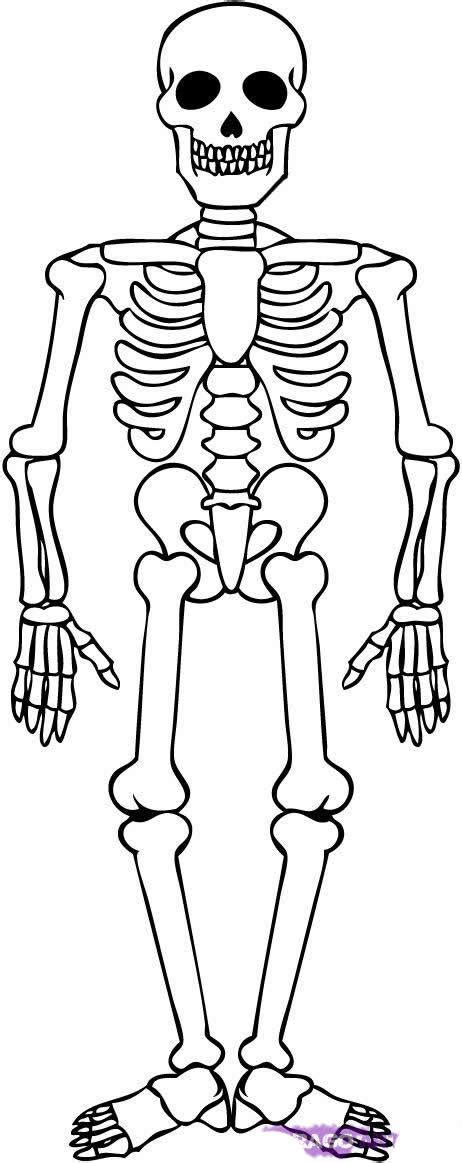 necesito  dibujo del esqueleto humano brainlylat esqueleto