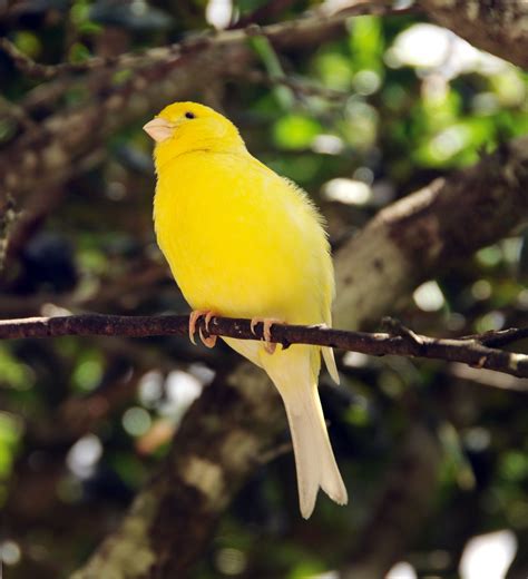 canary birds  named   canary islands