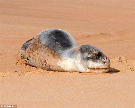 exhausted leopard seal takes  snooze  sydney beach daily mail