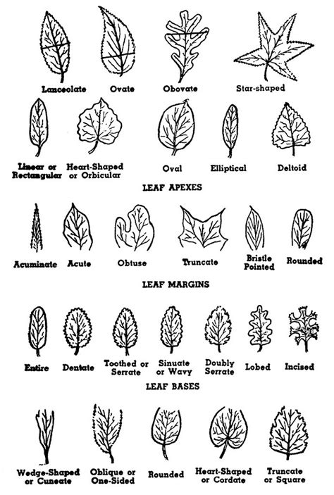 peaceful garden leaf shapes  arrangements