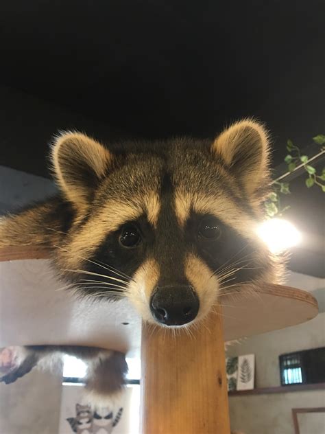 went to a racoon cafe today and met this little guy aww