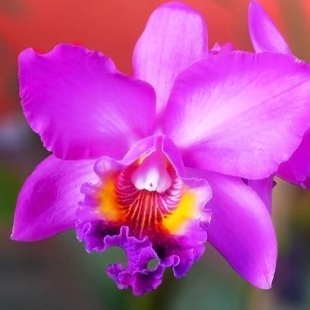 colors  rhythm  country  orchids   amazon jungle cgtn