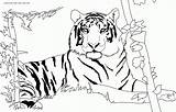 Coloring Tiger Pages Popular sketch template