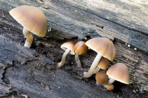 brown mushroom definition   brown mushroom