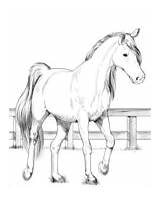 Mustangs Onaqui Paulson Readers Shelley sketch template