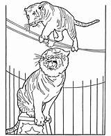 Circus Coloring Pages Animals Tiger Animal Printable Kids Tigers Performing Honkingdonkey Sheet Zoo Elephant Rope Color Para Lion sketch template